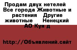 Продам двух нетелей - Все города Животные и растения » Другие животные   . Ненецкий АО,Куя д.